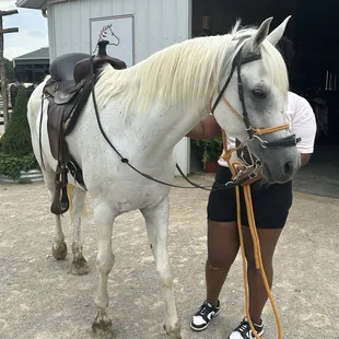 CJ was the lead horse he was so sweet