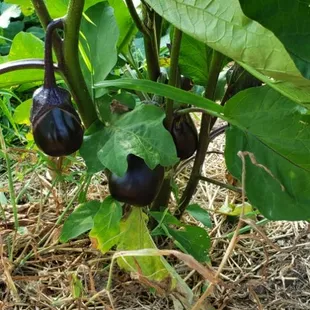 Fresh eggplant