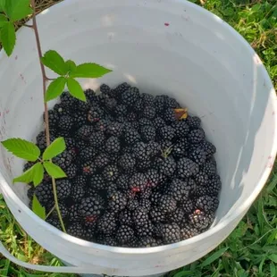 Fresh blackberries