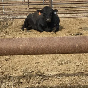 Knowing where your beef comes from is everything!!!! He&apos;s Gorgeous isn&apos;t he ;)...