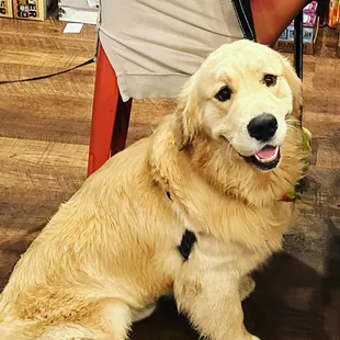 a dog sitting on the floor