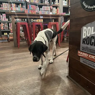 a black and white dog in a store