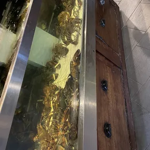 Lobsters Standing By