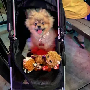 Mimosa at the dog friendly patio