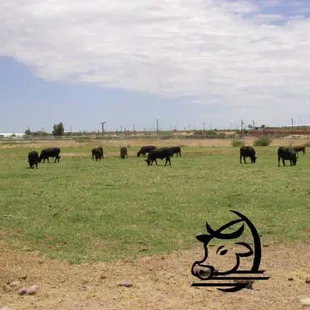 a herd of cattle grazing in a field
