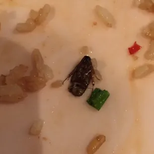 Bug in my rice.