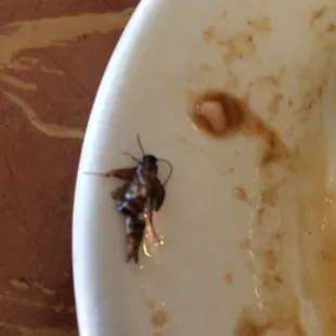 Bug cooked in my food.