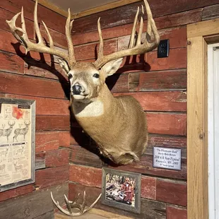 Record making taxidermy mounts