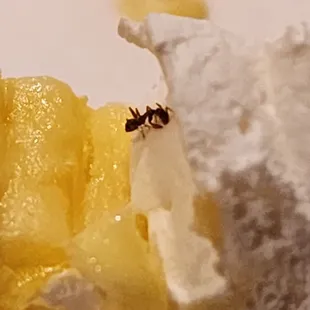 a bug on a piece of food