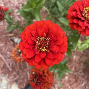 These are some of the flowers they have by the restraint