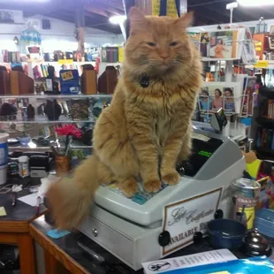 Oliver, our feline associate, is always willing to lend a helping paw.