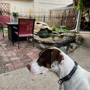 a brown and white dog