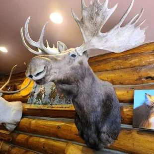 two moose heads mounted on a log wall