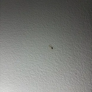 Dead cockroaches that someone smashed on the wall that the maid never cleaned up.