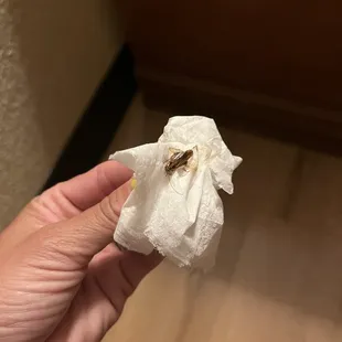 Roach on the wall I smashed