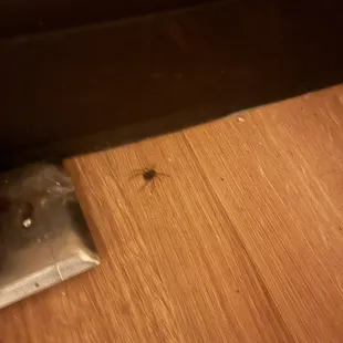 Spider
