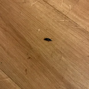 Another beetle-thing in the room. Creepy crawlers everywhere