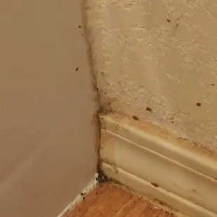 Filthy dirt and/or mold