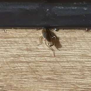 There were a bunch in our room when we got back from our concert.