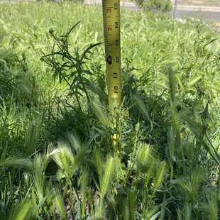 After a year and half of service - my yard is taken over with crab grass / foxtails.