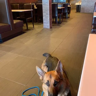 a dog laying on the floor