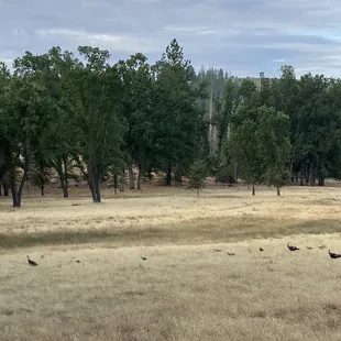 Beautiful property and some wild turkeys and their cute little chicks!