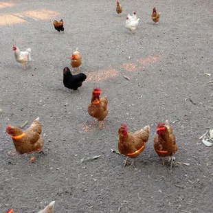 Make sure to visit the chickens and horses up at the barn