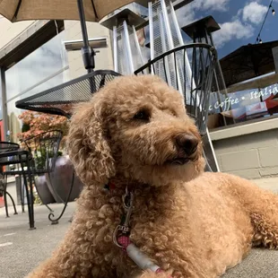 Our dog enjoying Red Twig patio.