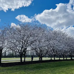 Cherry blossom  festival is on!!!