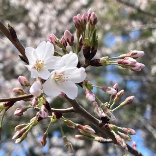 3/26/22 cherry blossoms