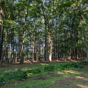 Into the woods