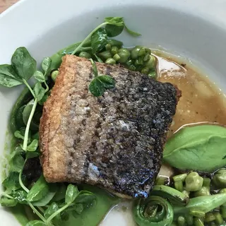 CALIFORNIA SEA BASS