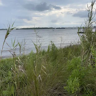 You can find the full video of the creature in the water under: Rebecca Nostrant on my YouTube page!