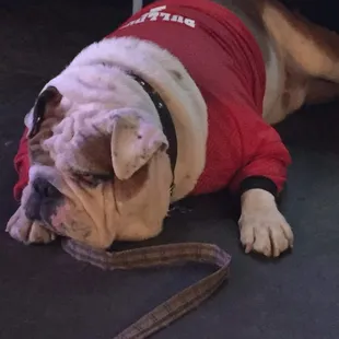 Goooooo Dawgs, Sic &apos;Em. Woof woof woof!