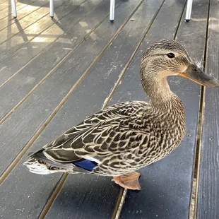 Duck