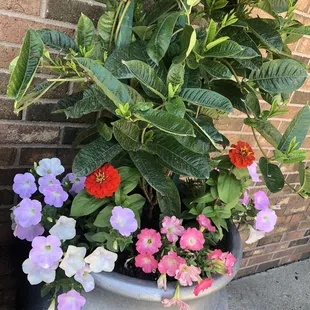 Pretty planters outside