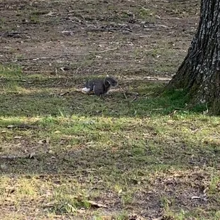 Animal