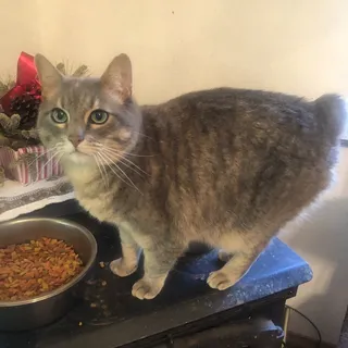 Gigi P.