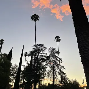 palm trees and cars in a parking lot