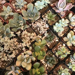 Succulents
