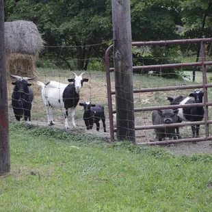 Some of the the animals