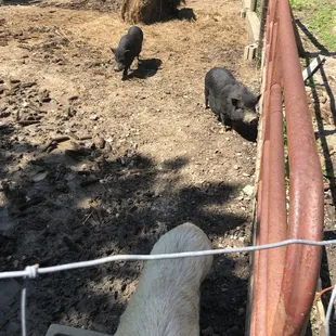 Wagging their tails like dogs