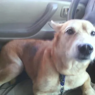 Favorite dog I had her for six teen years  she&apos;s gone to doggie heaven