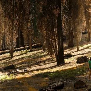 off the trail of giants