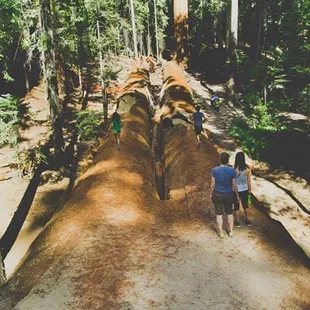 fallen giants in the Trail of 100 Giants