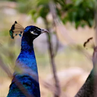 One of the Ranch's Peacocks