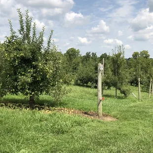 a row of apple trees