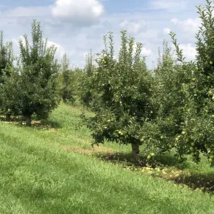 a row of apple trees