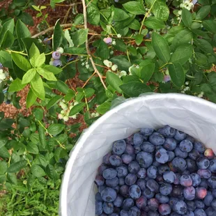 Picking blueberries