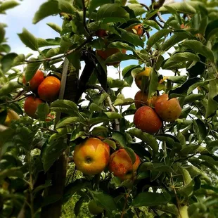 Delicious Jonagold apples